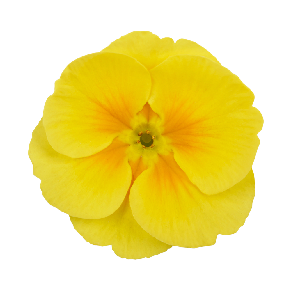 primrose flower
